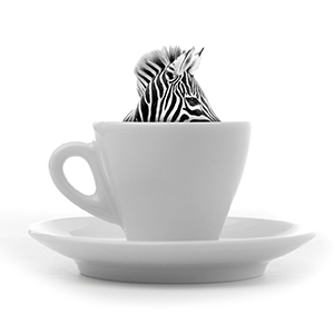 Zebra logo design by logo designer rylander design for your inspiration and for the worlds largest logo competition